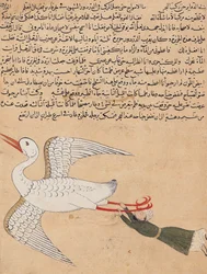 Ms E-7 fol. 72a Repülő kereskedő Iszfahánból, Zakariya-ibn Muhammed al-Qazwini „A teremtés csodái és a létezés különlegességei” című művéből